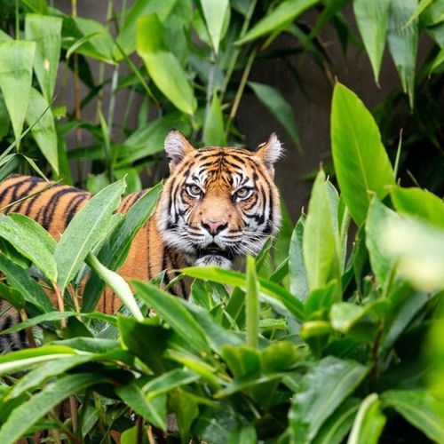 시드니 왕복 페리가 포함된 타롱가 동물원 입장권